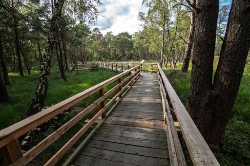 Auf Holzstegen &uuml;bers Moor: Dieser Erlebnisweg f&uuml;hrt in eine geheimnisvolle Landschaft