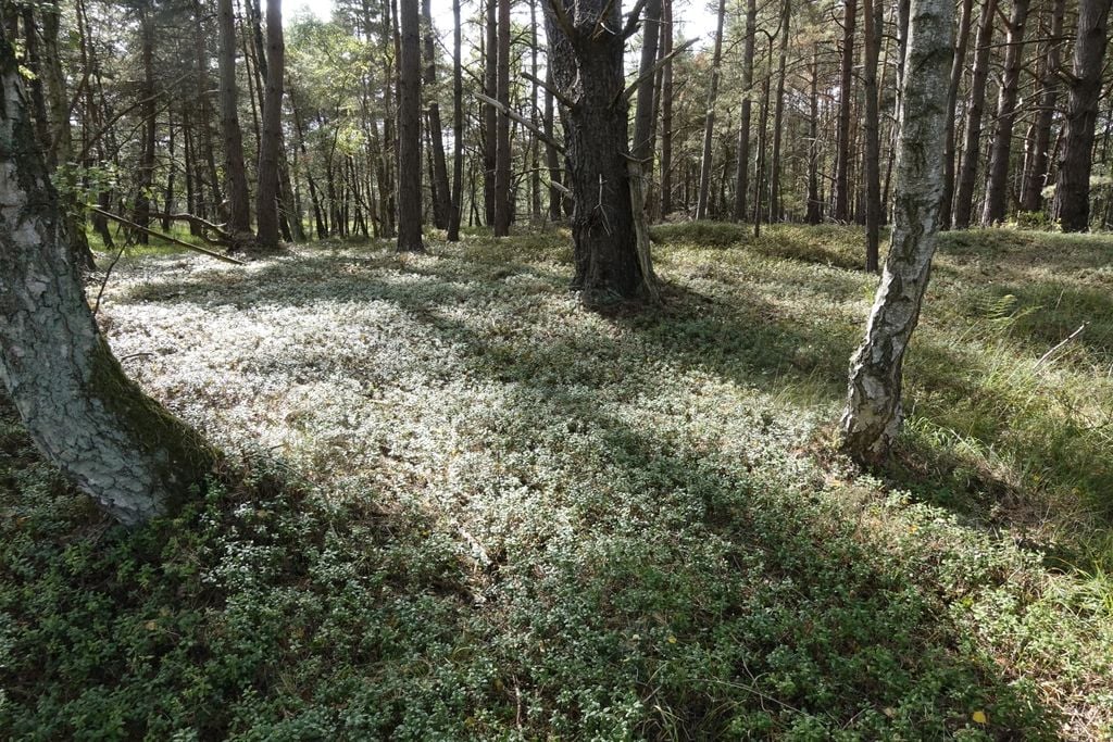 Kaum berührte Natur: Waldlandschaft im Otternhagener Moor. Foto: Adobe Stock