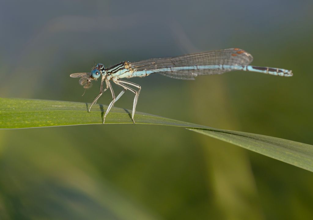 Libellen sind an den Gewässern des Moors häufig zu sehen. Foto: Adobe Stock