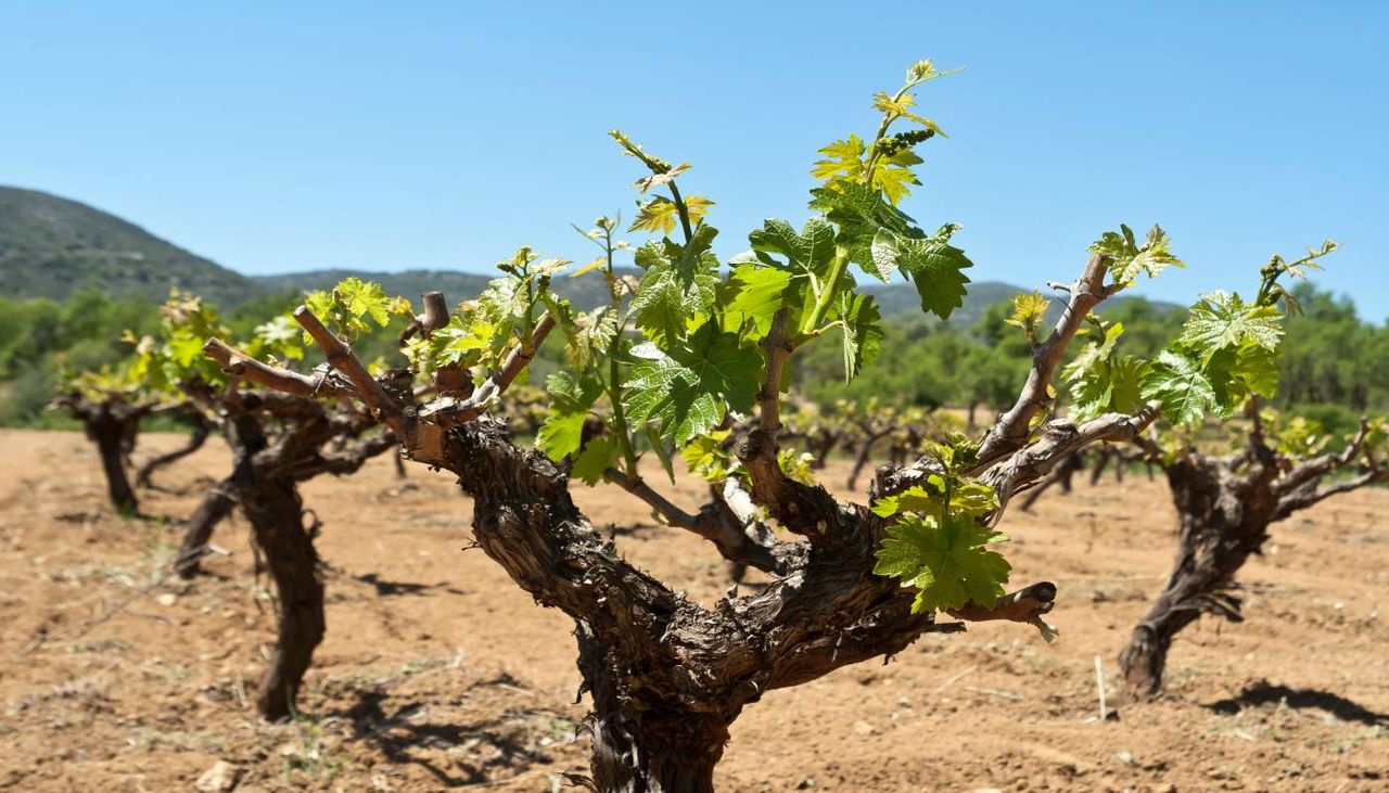 O Commandaria é o vinho com o nome mais antigo do mundo ainda em produção. As suas origens remontam aos séculos XII e XIII. É conhecido em todo o mundo, com DOP reconhecida pela UE.