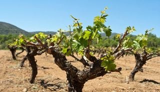 UE quer expandir agricultura biol&oacute;gica at&eacute; 25% das terras agr&iacute;colas. Chipre quer atingir 11 mil hectares (9%) at&eacute; 2027