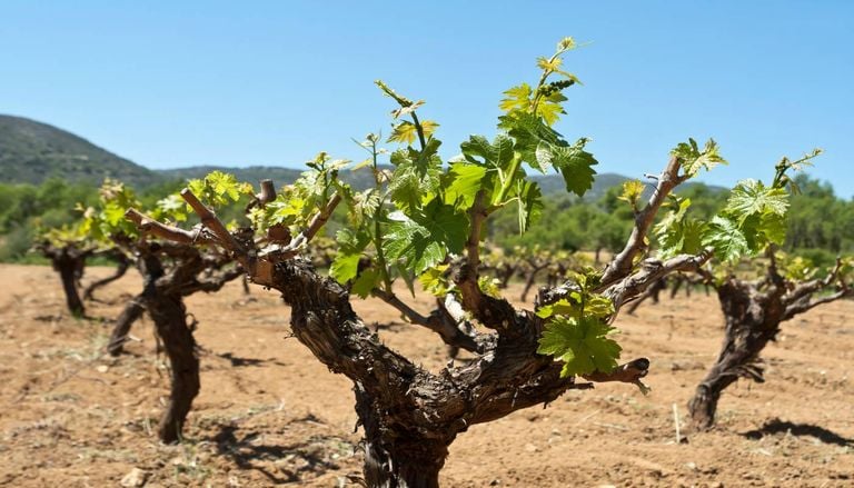 UE quer expandir agricultura biol&oacute;gica at&eacute; 25% das terras agr&iacute;colas. Chipre quer atingir 11 mil hectares (9%) at&eacute; 2027