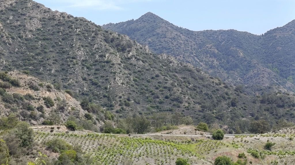 Serra de Troodos, Chipre. O vinho Commandaria, Denominação de Origem Protegida (DOP), agrega 500 viticultores em toda a ilha de Chipre, que cultivam 419 hectares com uma média de produção de 6500 quilos/hectare.