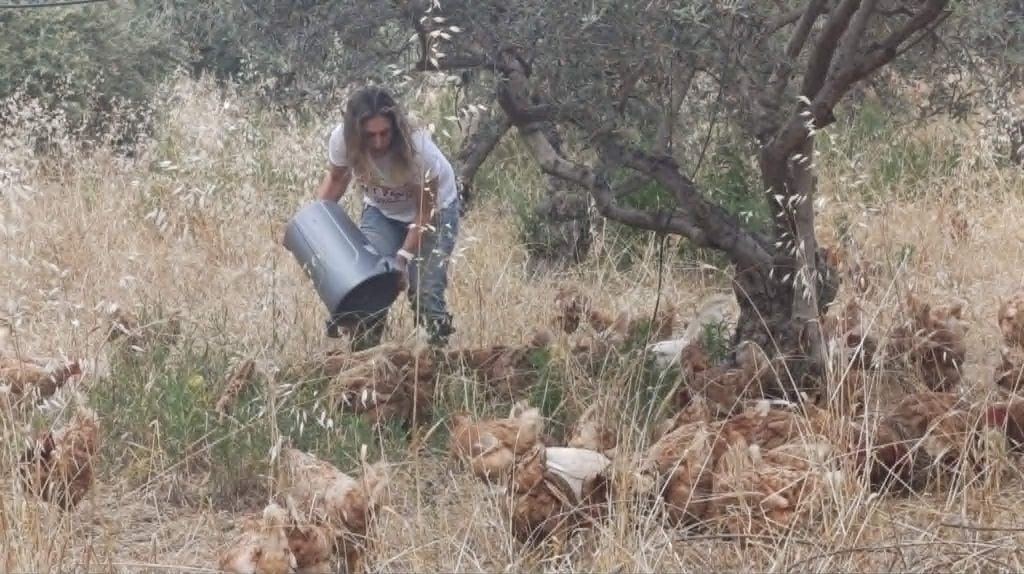 Permacultura A Kot-Kot é um projeto inovador de economia circular em Akaki Grove, na vila de Akaki, liderada por Elena Christoforos, no olival e laranjal que herdou do avô. Possui certificação biológica desde 2022.