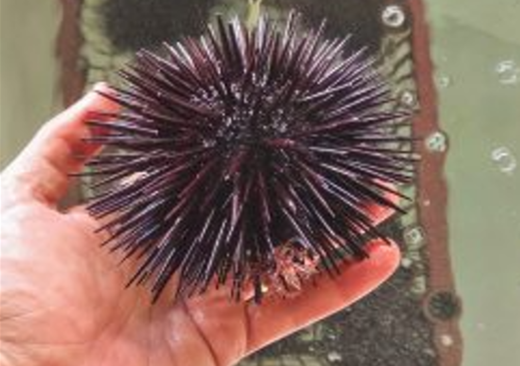 Reprodutor de Echinometra lucunter utilizado nos protocolos experimentais