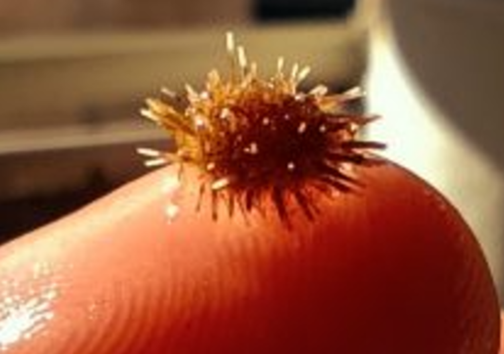 Juvenil de ouriço-do-mar com dois meses de cultivo