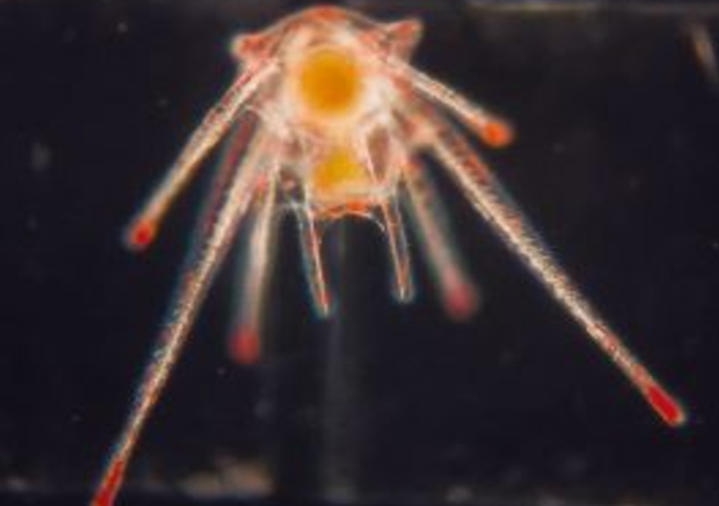 Larva do ouriço-do-mar Echinometra lucunter com 10 dias de larvicultura.