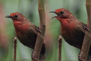 Uirapuru: conhe&ccedil;a a ave que s&oacute; canta 15 dias por ano na Amaz&ocirc;nia