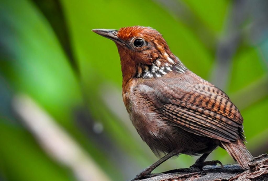 Além da beleza e do canto único, ave é um bioindicador do estado de conservação do ambiente Além da beleza e do canto único, o uirapuru é um bioindicador do estado de conservação do ambiente. Crédito: Portal Amazônia