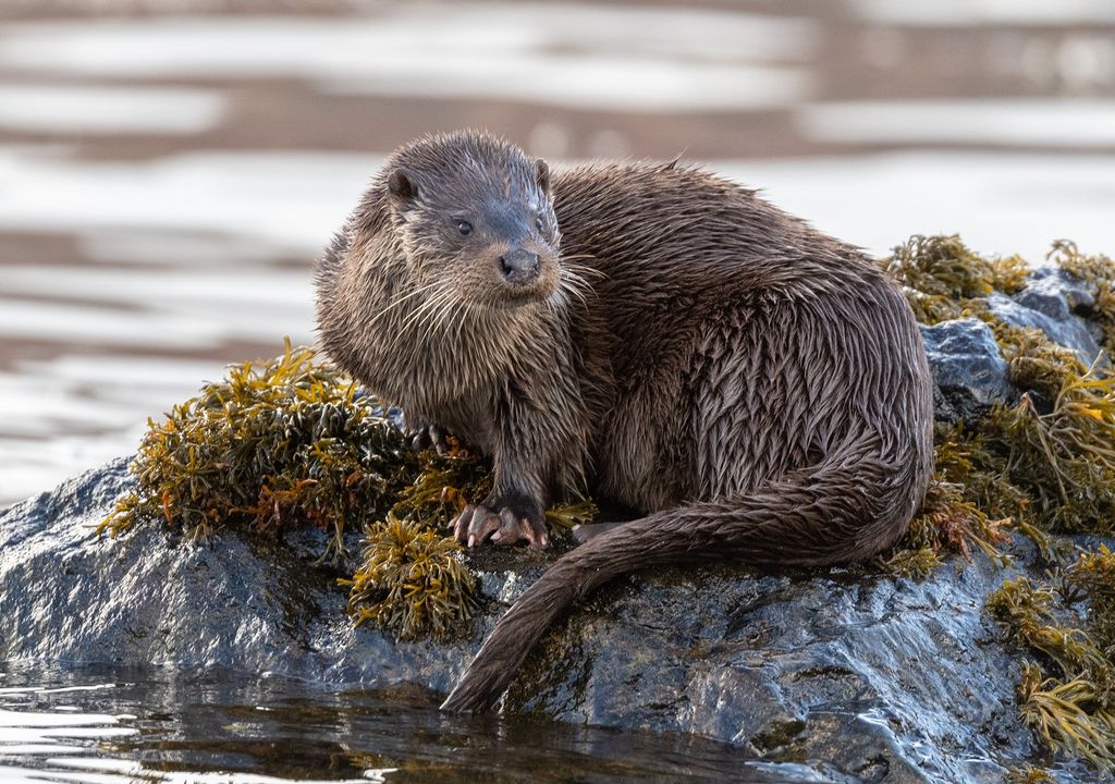 Otter