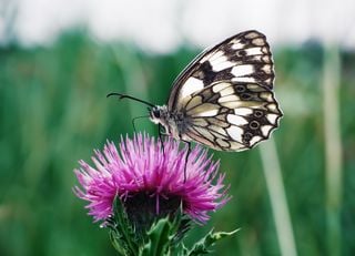 UK butterfly sightings at all-time low in Big Butterfly Count results