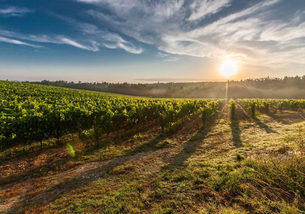 UK climate ripe for wine-making