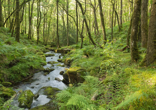 UK forests face "catastrophic ecosystem collapse" in 50 years if action not taken