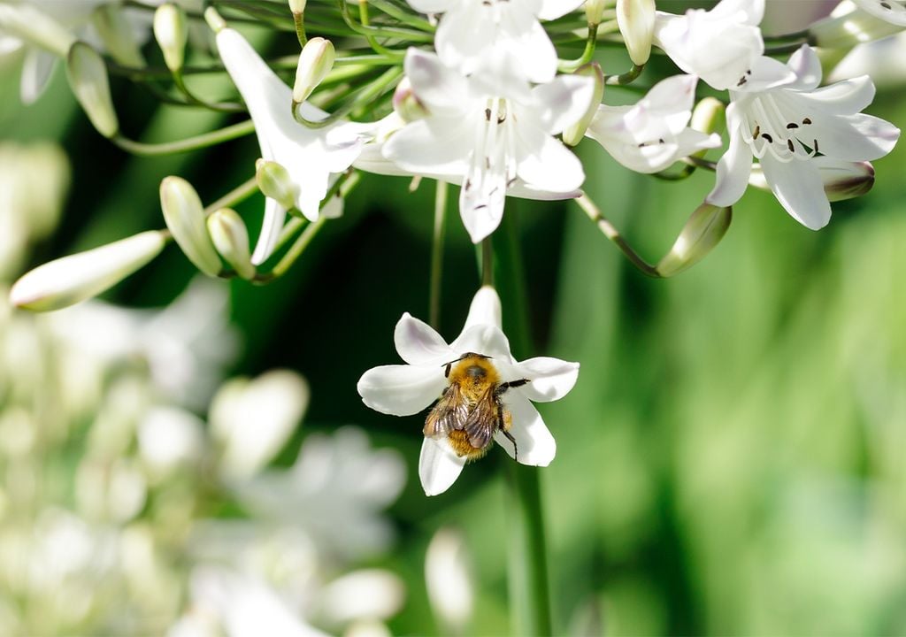 Bee in a flower