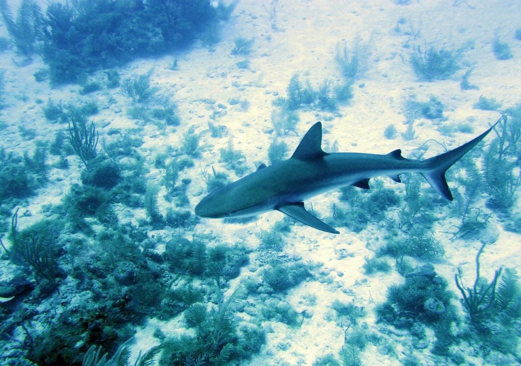 The new network of underwater cameras will capture information about wildlife under threat such as sharks.