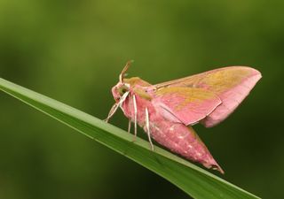 UK lockdowns led to an increase in rare moth sightings