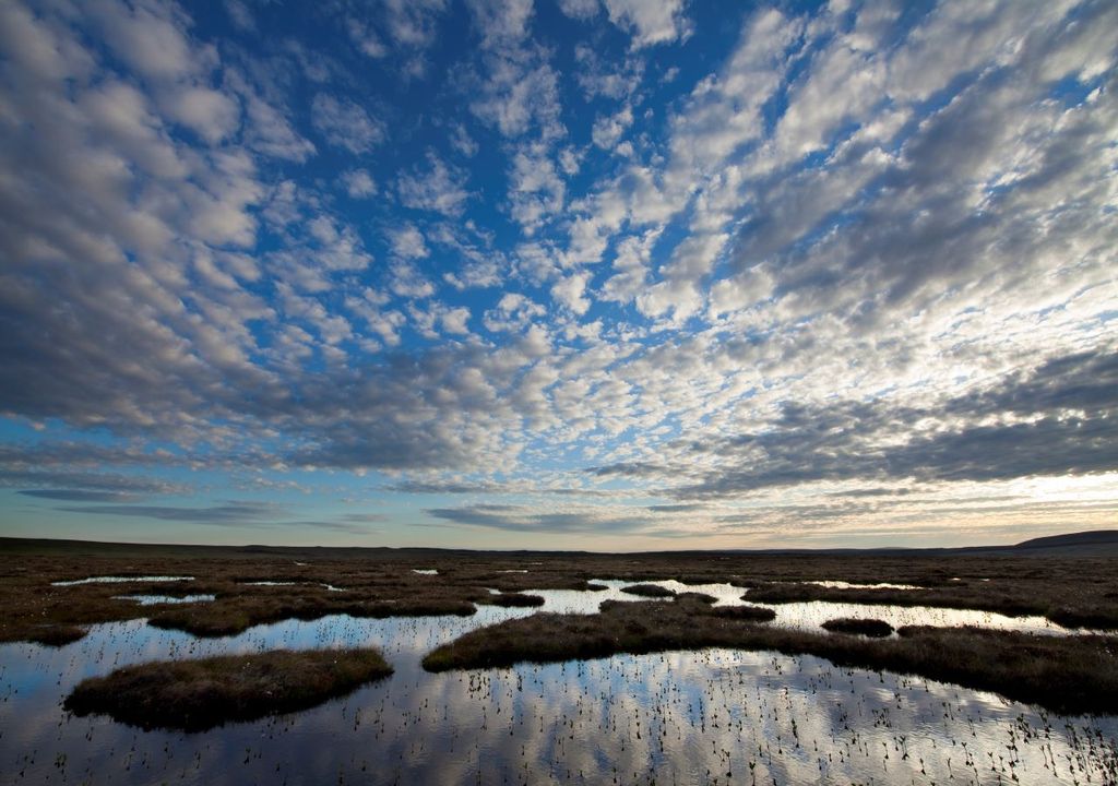 Peat bog © Mark Hamblin 2020VISION