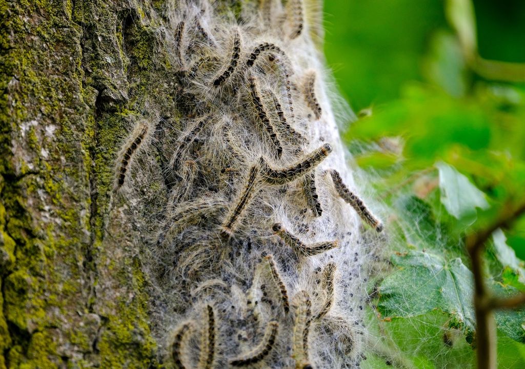 Oak Processionary Moths
