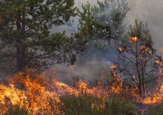 UK’s dry weather sparks series of wildfires