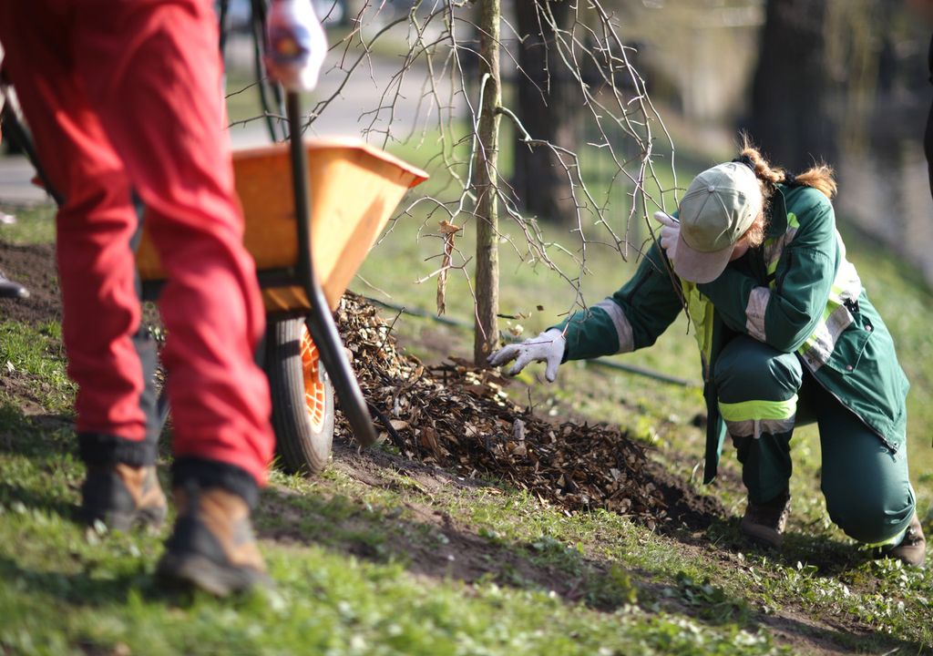 Tree planting needs to be ramped up