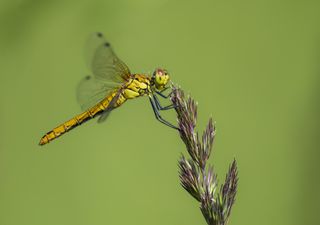 UK's newest dragonfly "hotspot" named and revealed to be in Cambridgeshire