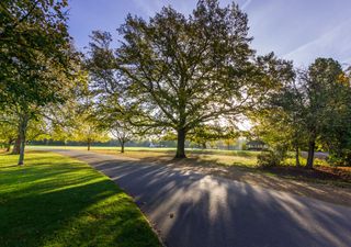 UK trees worth up to £3.8 billion a year, assessment finds