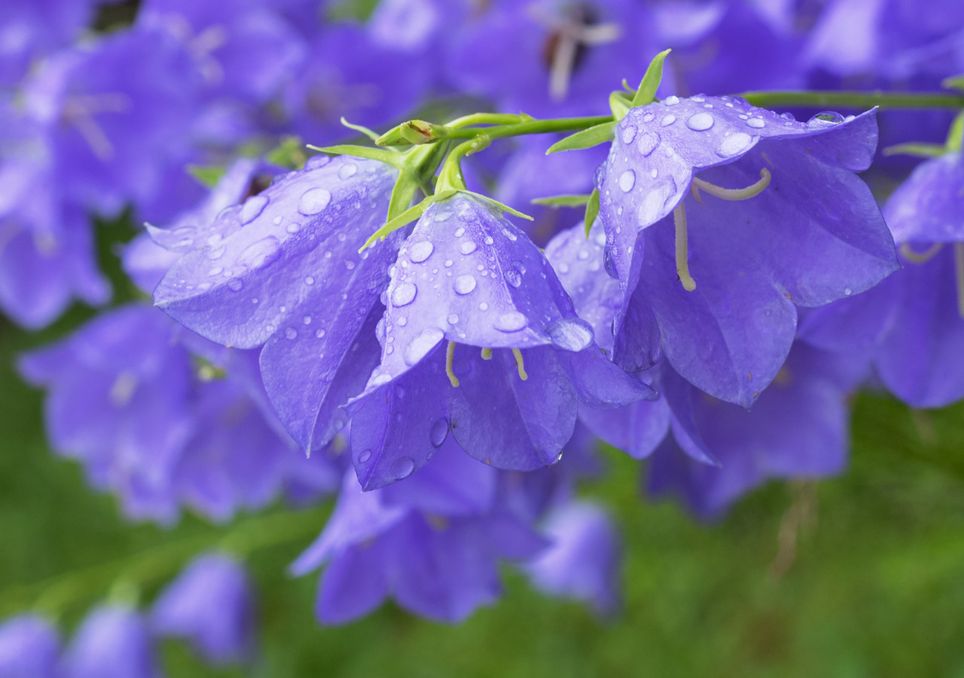 Rain on flowers