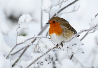 Hurricane Kirk's aftermath set to bring widespread cold and snow to the UK