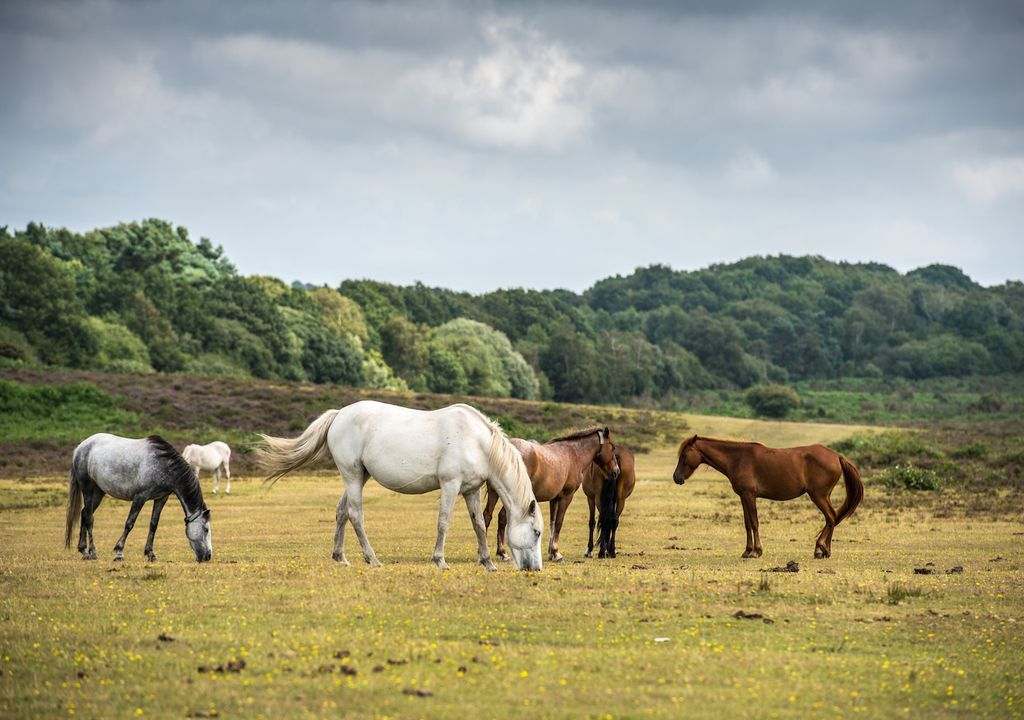 Horses under clouds