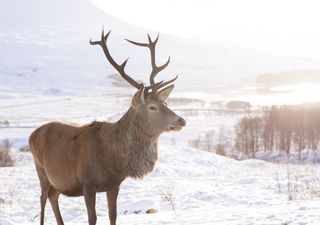 UK weather: who will have a white Christmas?