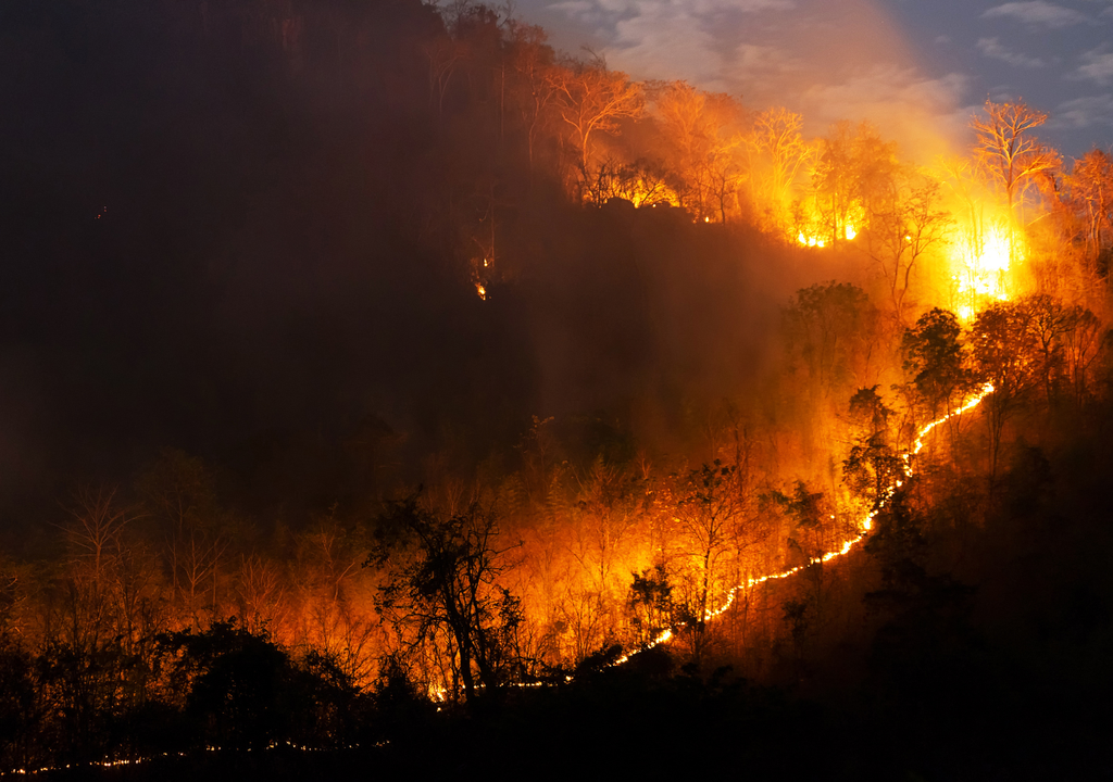 Incendio forestal Incendio forestal