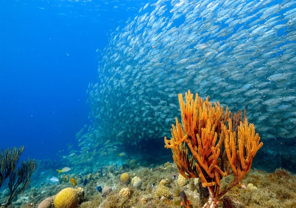 Golfo de México