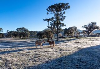 Último fim de semana de maio ainda será de frio intenso e com risco de geadas; veja áreas de risco