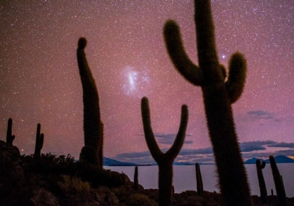 Campo de cactus gigantes