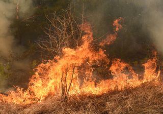 Um ano em que os incêndios não deram tréguas em Sakha