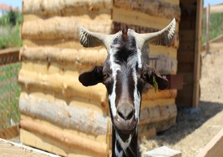 Um dia como tratador de animais: a quinta a 45 minutos de Lisboa que vai encantar toda a família