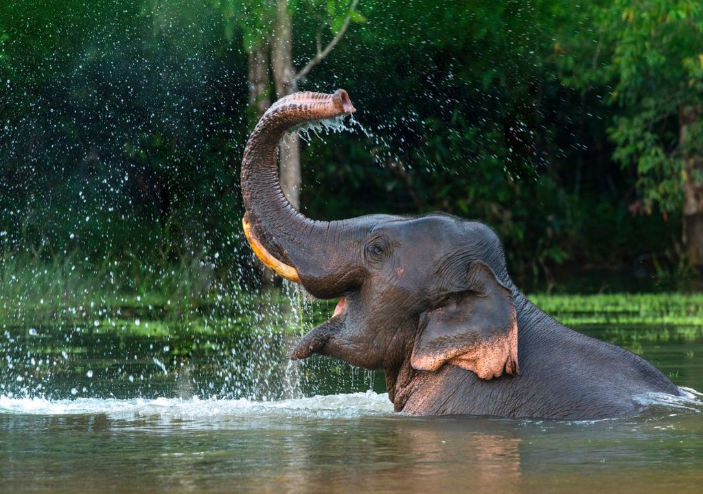 Elefant spielt mit Wasser