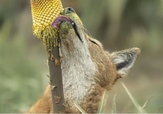 Pode um grande carnívoro ser um polinizador? O lobo etíope adora néctar e é o primeiro a ser identificado