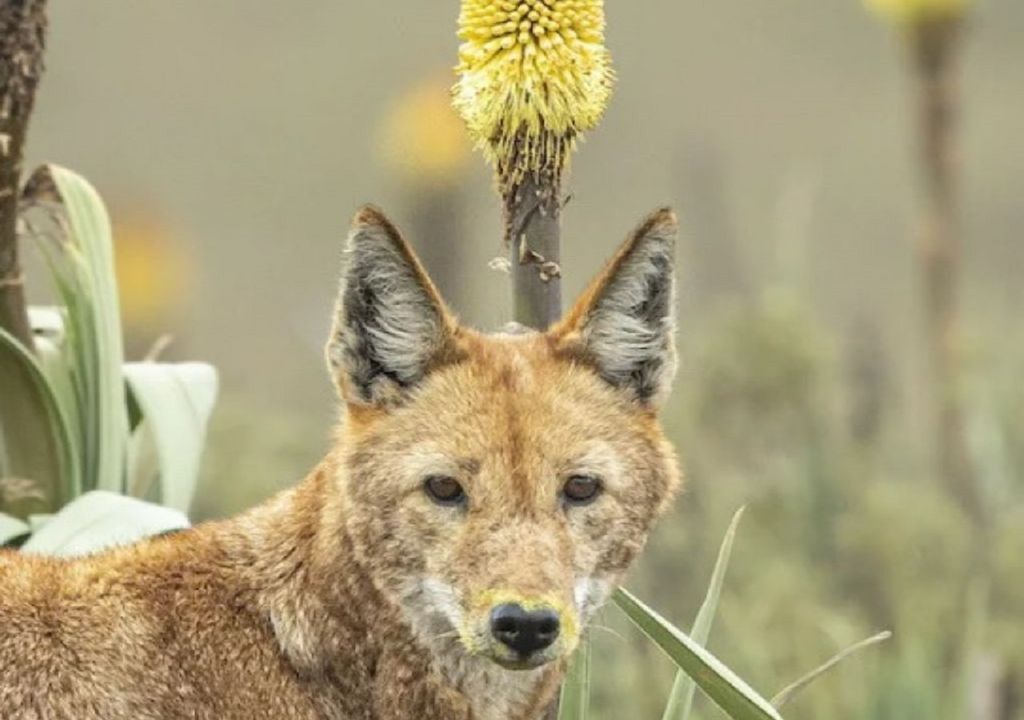 Lobo ibérico Lobo ibérico