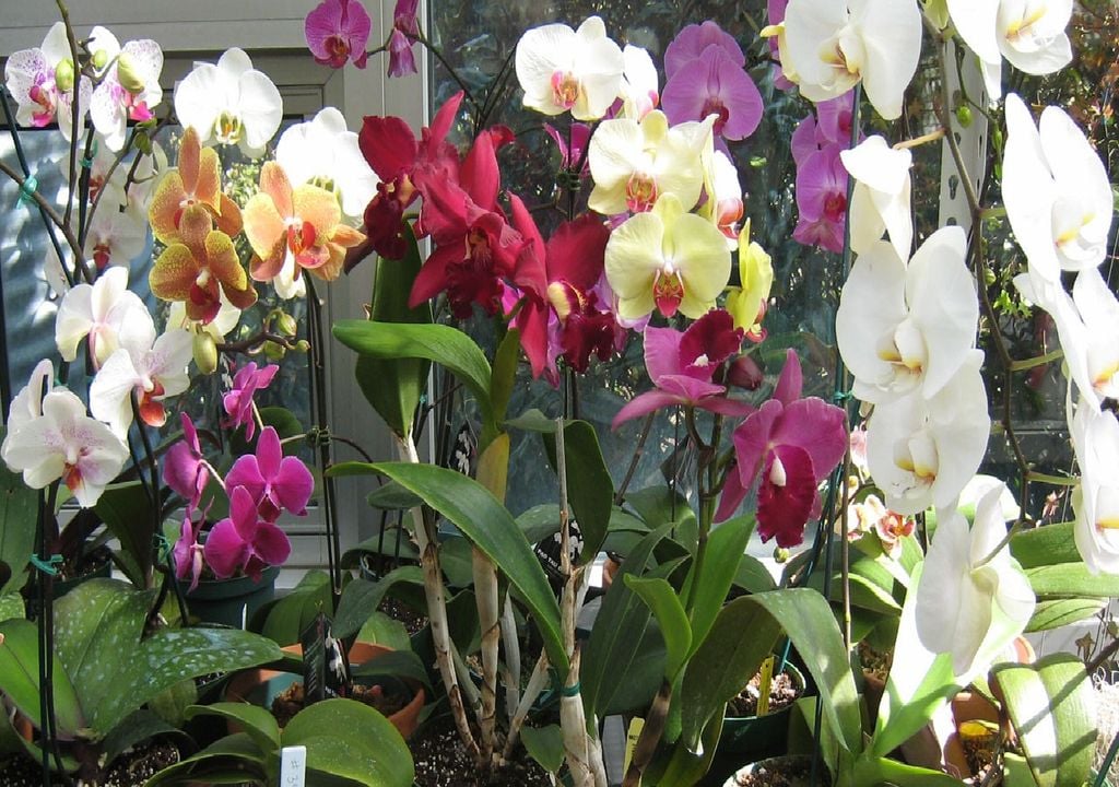 Orquídeas de várias cores