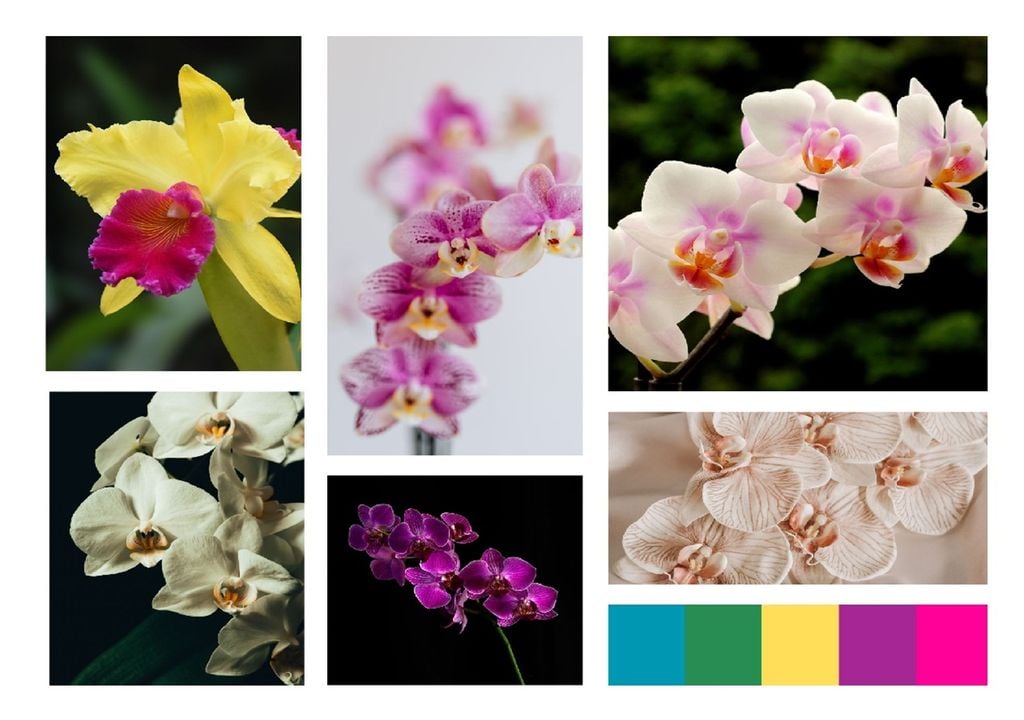 Moisaico de orquídeas Moisaico de orquídeas