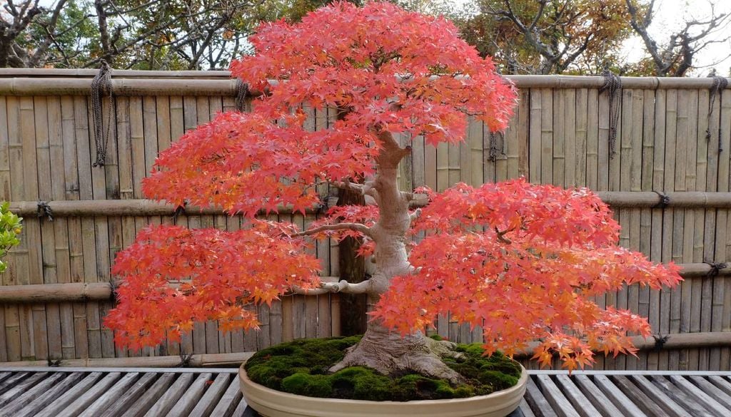 Esta planta é uma árvore ornamental de porte controlado, originária da Ásia.