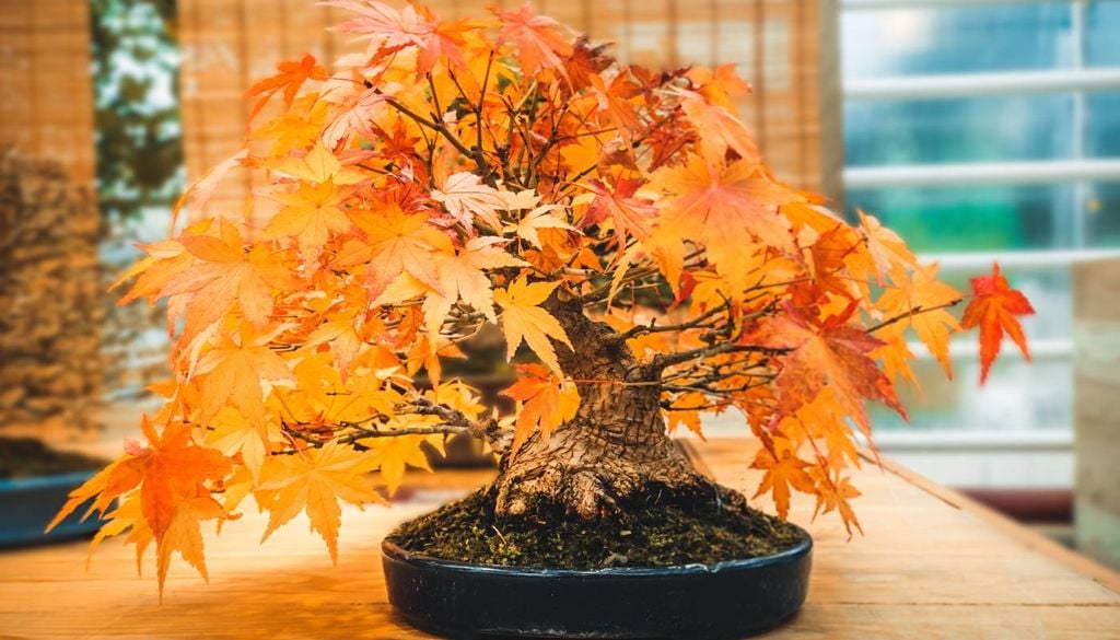O bordo-japonês é uma ótima opção para quem busca uma planta que entregue beleza, praticidade e um espetáculo visual em constante mudança.