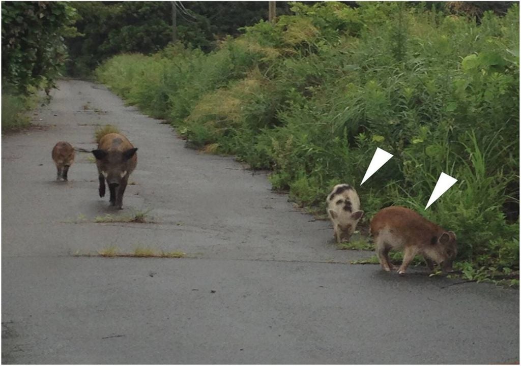Fotografia de híbridos suspeitos (com as setas) entre suínos domésticos e javalis selvagens, captada na zona de evacuação em 31 de agosto de 2017. Fonte: Anderson, D., Takagi, T., Ishiniwa, H., & Kaneko, S. (2026)