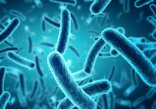 Um micróbio intestinal encontrado nas crianças pode estar na origem do aumento do cancro colorrectal nos jovens