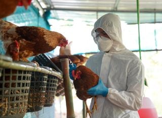 Um novo perigo no ar? Saiba sobre a gripe aviária (H5N1)