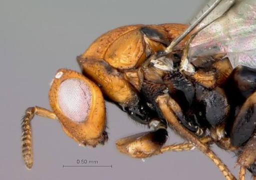 Um pequeno inseto australiano para travar a invasão das acácias no litoral