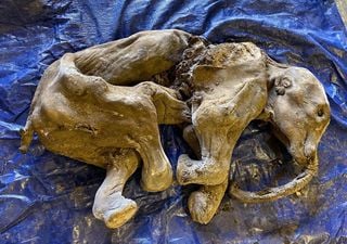 Encuentran una rara cría de mamut momificado en Canadá