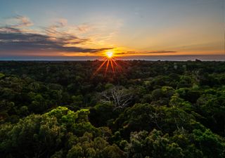 Um recente estudo científico apresenta os fatores alarmantes da desflorestação da Floresta Atlântica do Brasil