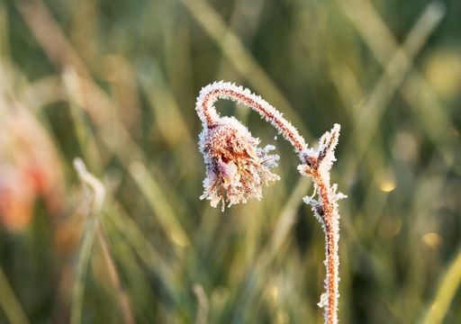 Um rev&eacute;s para a primavera em Portugal: previs&atilde;o de massa de ar polar para a pr&oacute;xima semana